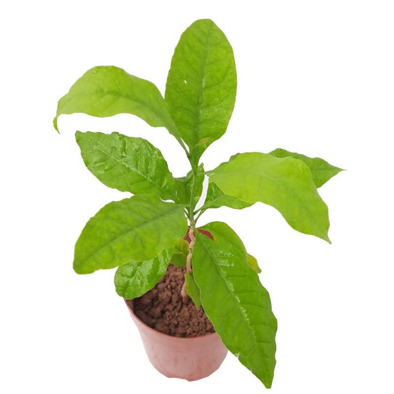 Seedtrees Live Bilva Leaf Bel Patra Bael Leaf Bilva Leaves Bilwa Leaf For Rituals (Puja), Medicinal Plant (B0CTG5C3JJ) Amazon Price History, Amazon Price Tracker