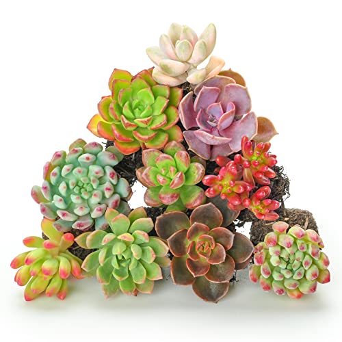Succulent Planter Pots Sprout N Green 10 Assorted Succulents with Root, 10 Different Varieties Live Plants Collection,...