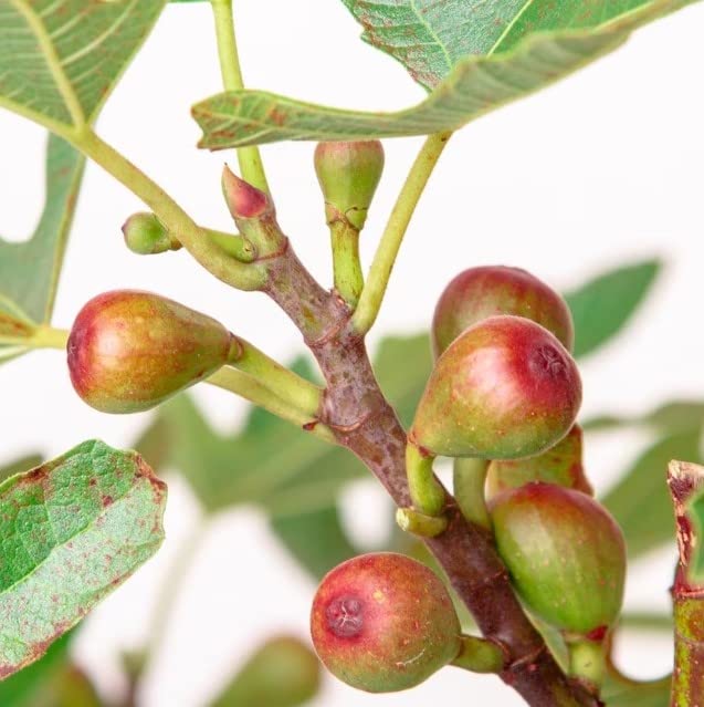 Higuera Planta Viva de Exterior Árbol Frutal Natural