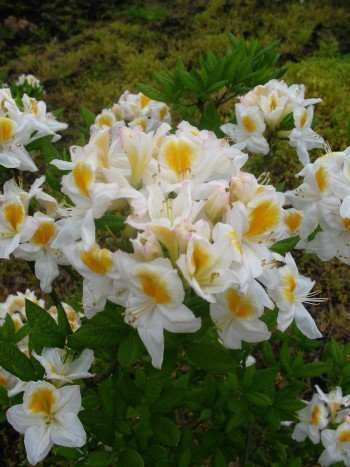 weiß gelbe Garten Azalee Rhododendron luteum Persil 30-40 cm hoch im 5 Liter Pflanzcontainer