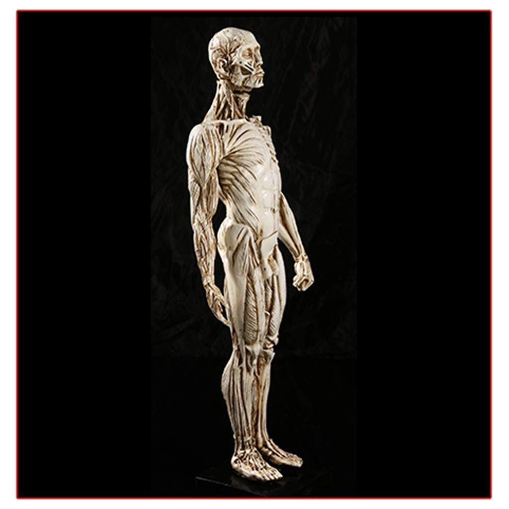 Model edukacyjny, anatomiczny model szkieletu człowieka - 1:1 naturalnej wielkości model anatomii człowieka - biologia medyczna pomoc dydaktyczna modele medyczne materiały model szkieletu