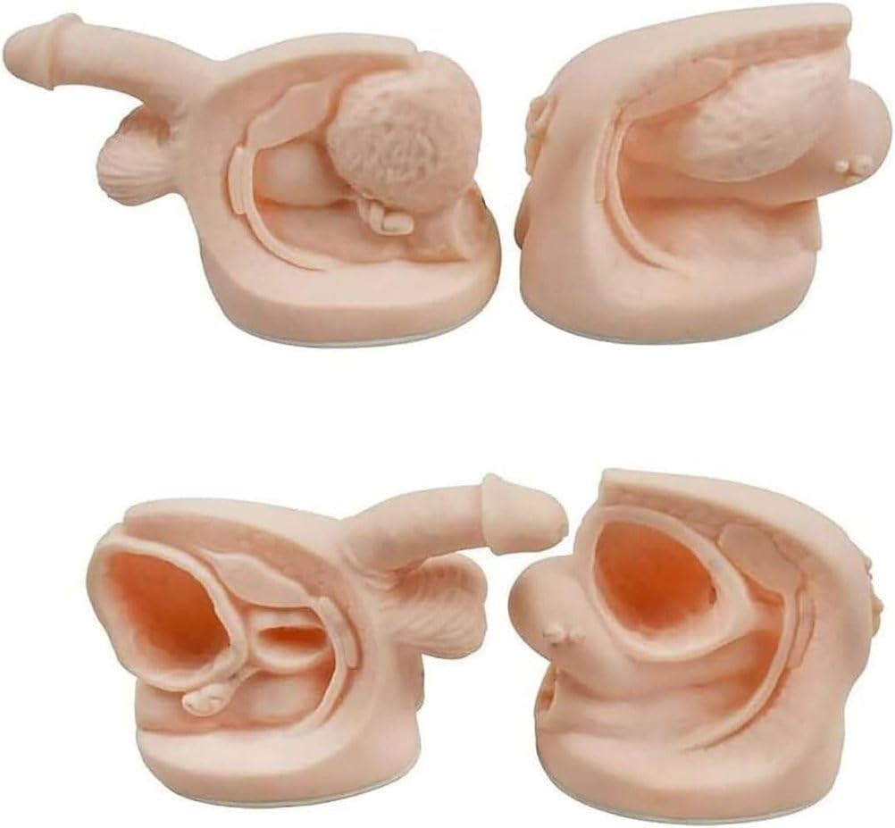Katheterisierungs-Trainingsmodell mit interner externer Genitalanatomie für medizinisches Lernen und Praxis