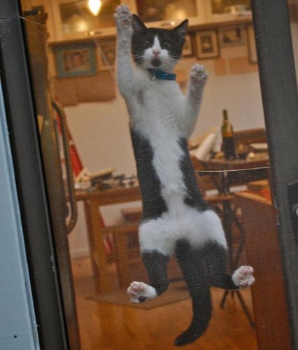 Pet Screen 48 Inch X 25 Ft. Black