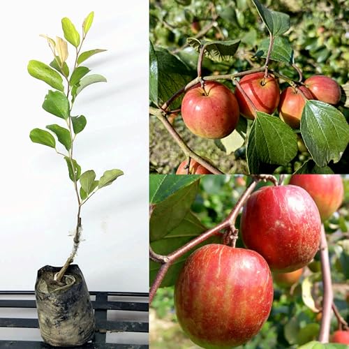 Image of Golden Bloom Grafted Thai Red Kasmiri Apple Ber Fruit Plant Height - 1 FT (Next Year Get Fruits)