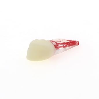 5Pcs Dental Root Canal Pulp Cavity Teeth Model Endodontic Practice RCT Typodont M8007 11# 14# 16# 21# 33# 34# 35# 36# 44# 45# Practicing Study Teach (5Pcs-M8007-11#)