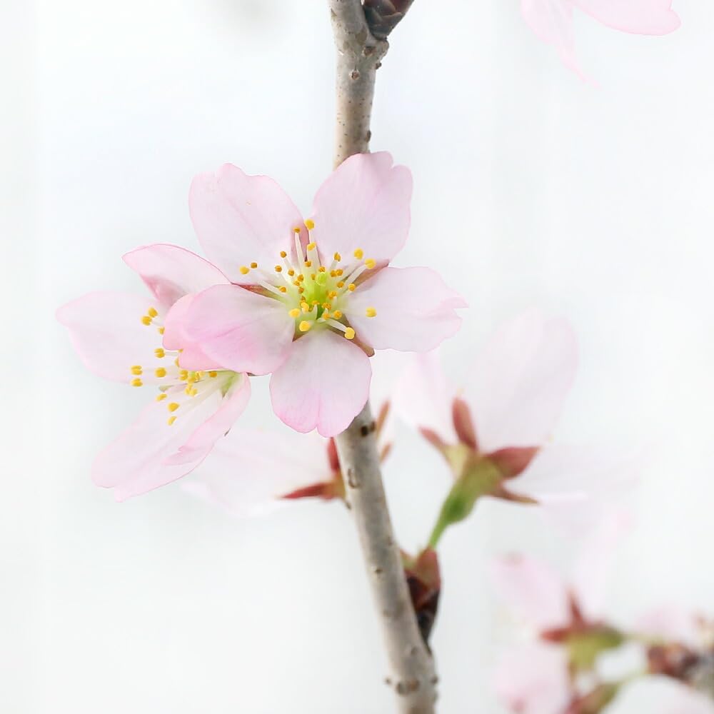 Amazon.co.jp: 【charm】（山野草）盆栽 サクラ（桜）啓翁桜（ケイオウ