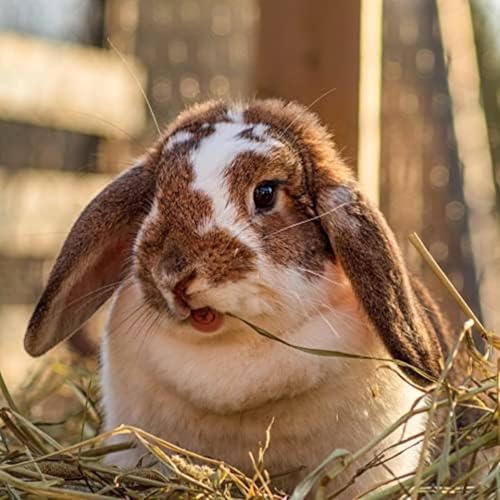 Alimento orgánico Blue Mountain Hay para animales pequeños 40 oz miniatura 6