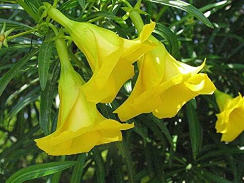Kaner Yellow Color Flower Plant Live with Black Plastic Pot. (B0CMHV9GKQ) Amazon Price History, Amazon Price Tracker