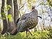 Avian X HDR Jake Turkey Decoy