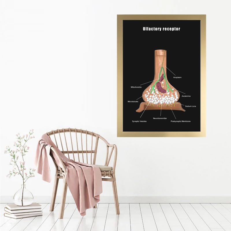 Image of Taanfu Body Educational Learning Anatomy Posters ，Olfactory Receptor Art Olfactory Villi Anatomy Art Poster Digestive System Organs Illustration Small Intestine Physiology Anatomy Wall Art Villi