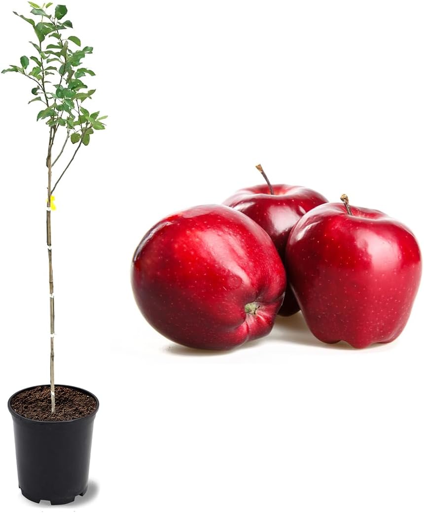 American Plant Exchange Live Red Delicious Apple Tree, Fruit-Bearing Plant Pot for Harvest and Home and Garden Decor, 2-3' Tall, 1-Gallon Pot