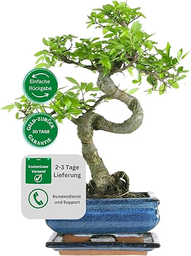 Bonsaï avec pot de fleurs en céramique d'environ 25-35 cm de haut, soucoupe et ciseaux - Coffret cadeau bonsaï (bol de 15 cm environ 7-8 ans, bonsaï orme chinois) – vue 2