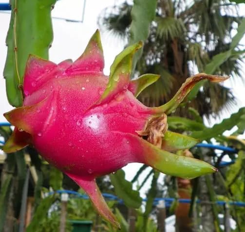 GREEN PLANT VALLEY RED COLOURED DRAGON FRUIT GRAFTED PLANT