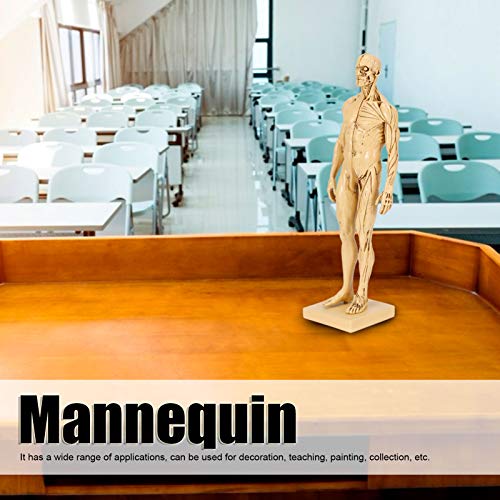 Statuette d'anatomie pour formation éducative médicale en résine