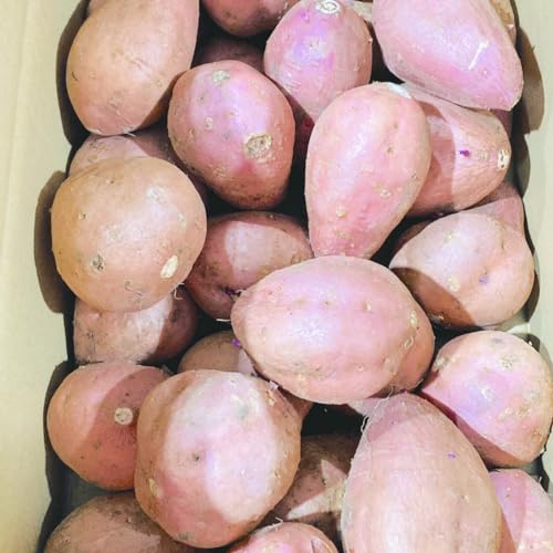 ܂ [ 󂠂2kg  Di 󂠂 TCYs y002z F{Y Y Tc}C Ă   ʔ ƒp ̂