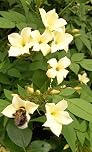 Jasmine officinale Clotted Cream Climbing Plant Rich Cream Scented Summer Flowers Popular with Bees deciduous 1 Litre Pot