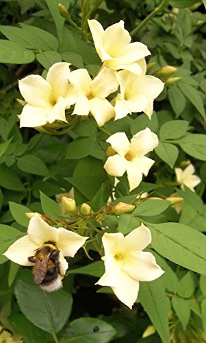 Jasmine officinale Clotted Cream Climbing Plant deciduous 1 Litre Pot