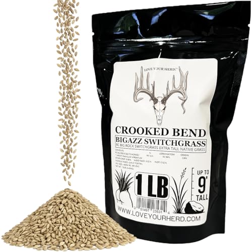 Crooked Bend BigAzz Switchgrass Seed Bulk RC Big Rock Variety Extra Tall Drought-Tolerant Native Perennial Grass for Deer Habitat Bedding Areas Green Screens & Food Plots (1 Pound)