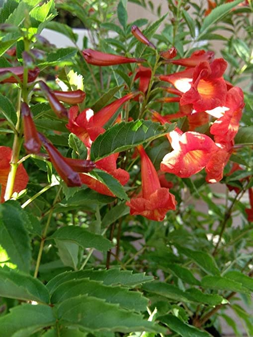 BLOOM & GROW Live Healthy Beautyfull Flower Orange Tecoma Tree Flower Plant (B0C3W5HWGR) Amazon Price History, Amazon Price Tracker