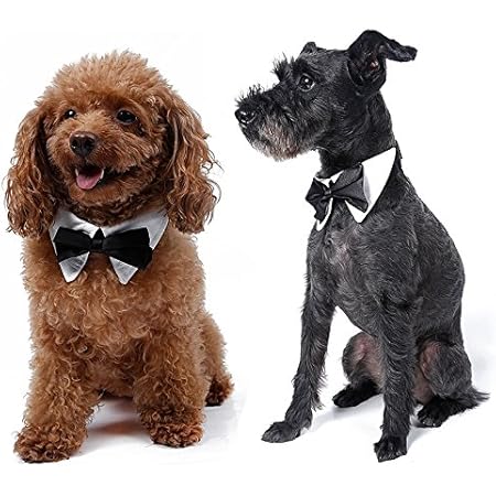 Dog dickie bow collars Clearance