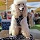 candyPet®- Adjustable Dog Collar and Chest Harness, Neoprene and Breathable Mesh, MUSTACHE, M
