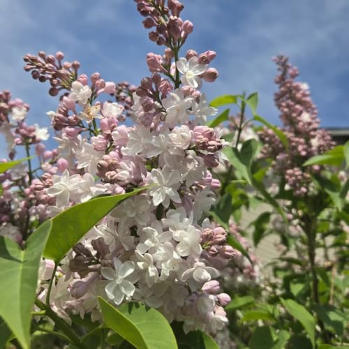 semi di lillà verdi biologiche arredamento del balcone del soggiorno da appartamento sempreverdi e resistenti sostenibili da giardino resistenti giardino 65pcs