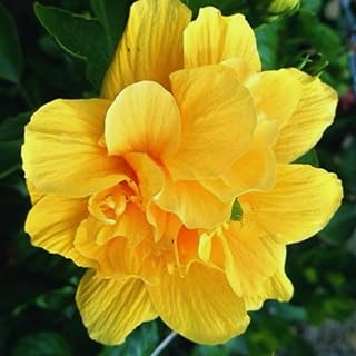 2 Double Yellow Hibiscus Tree Live Plant, Hardy Hibiscus Plants Live, 8 to 11 Inches, Hibiscus Shrub Tree for Garden