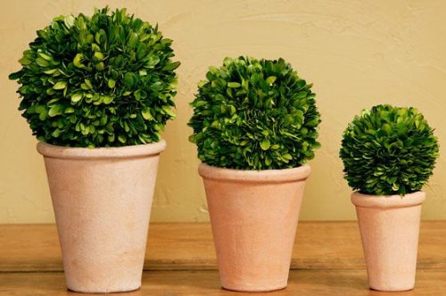 Tradingsmith Preserved Boxwood Ball in Pot Set