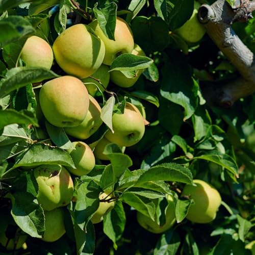 Image of Golden Apple Fruit Plant Live Tree Grafted 2 Feet - Fast Fruit Yield in 2-3 Years - Includes Golden Delicious, Royal Gala Apple Tree & Best Gala Variety for Fresh Homegrown