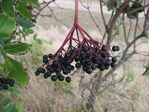 Asklepios-seeds® - 500 Semillas Sambucus nigra saúco negro, saúco común, saúco, binteiro, cañilero, canillero, caninero, cañolero, cohetera, corteza
