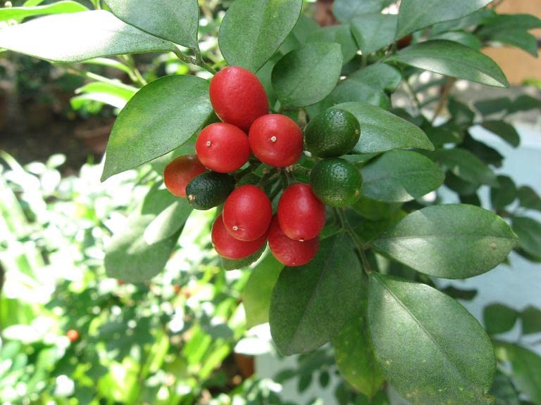 The Gifti ® Exotic Live Plant Murrayya Exotica Kamini Evergreen All Time White Flower Garden Plant (kamini are suitable Plants for bonsai tree)... - Image 4