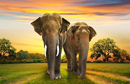 ELEFANTEN Fototapete VLIES-250x186 cm (353A)-Natur Landschaft Afrika Safari...