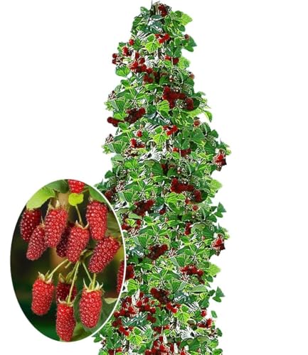 BALDUR Garten 1x Säulen-Tayberry Buckingham Pflanze im 2 Liter-Topf Beerenobst winterhart platzsparende Säule für kleine Gärten Balkone & Terrassen Rubus Tayberry