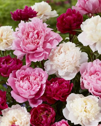 3 X Paeonia Lactiflora Mix - Peonie Profumate Miste - Radici Nude - Rizomi Di Alta Qualità