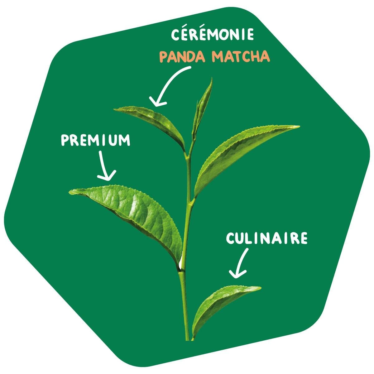 Panda Tea Thé Matcha Cérémonie Bio D'Origine Japonaise | Poudre de Thé Vert 30g | Idéale Pour La Cérémonie Du Thé