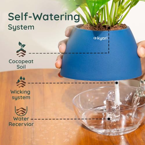 Image of Kyari Money Variegated Indoor Live Plants with Blue Self Watering Pot - Oval Pot 4 Inch