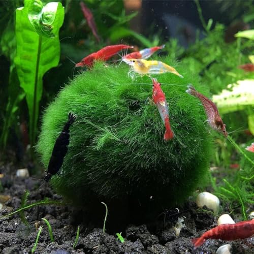 3Pcs Moss Balls for Fish Tank Aquarium Plants Freshwater Moss Ball Decorative Grrren 1.2-1.5 (3)