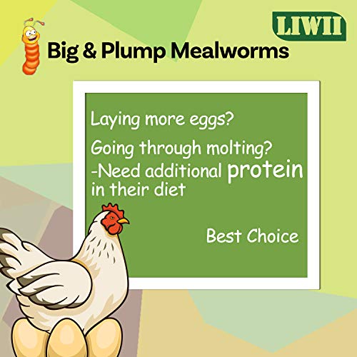 Dried Mealworms -11 LBS- 100% Natural Non GMO High Protein Mealworms - Bulk Mealworms for Wild Birds, Chicken Treats, Hamster Food, Gecko Food, Turtle Food, Lizard Food - Image 5