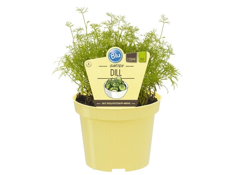 Eneldo Vivo en Maceta - Planta Aromática Natural Lista para Cultivar y Usar Fresca