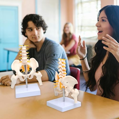 Image of Lumbar Column Spinal Model 8.6 inch Sacrum and Spinal Nerves Anatomy Skeleton Model with Pelvis for Medical Student Learning, Research, Teaching Demonstration | Anatomy Skeleton Model, With Pelvis, For Medical Student Learning, Research, Teaching Demonstration