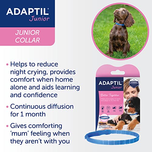 ADAPTIL Junior-Halsband für Welpen, verstellbar, nachweislich hilft, Nachtweinen, Komfort zu reduzieren, wenn Sie alleine zu Hause gelassen Werden, Training und Socilisation – Welpe