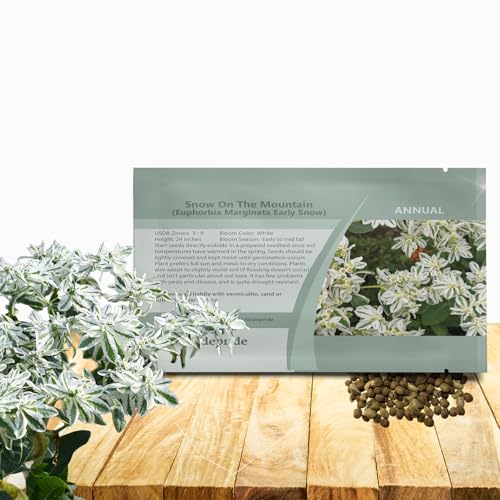 Outsidepride Snow On The Mountain Euphorbia Seeds for Planting -