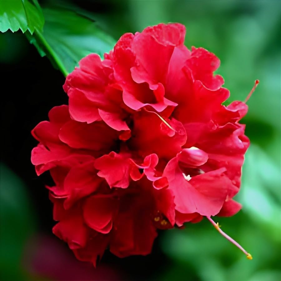 Image of Double Petal Red Hibiscus Flower Live Plant | Most Beautiful Indian Plant | Panch Mukhi Red Hibiscus for Pooja | Home Gardening Outdoor & Indoor Planting |(Without Pot)