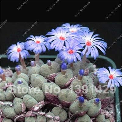 Amazon 9 熱い販売 エキゾチックな種子お尻の花生石サボテン種子 Semillasデflores 100ピース多肉サボテン有機庭バルク種子 花