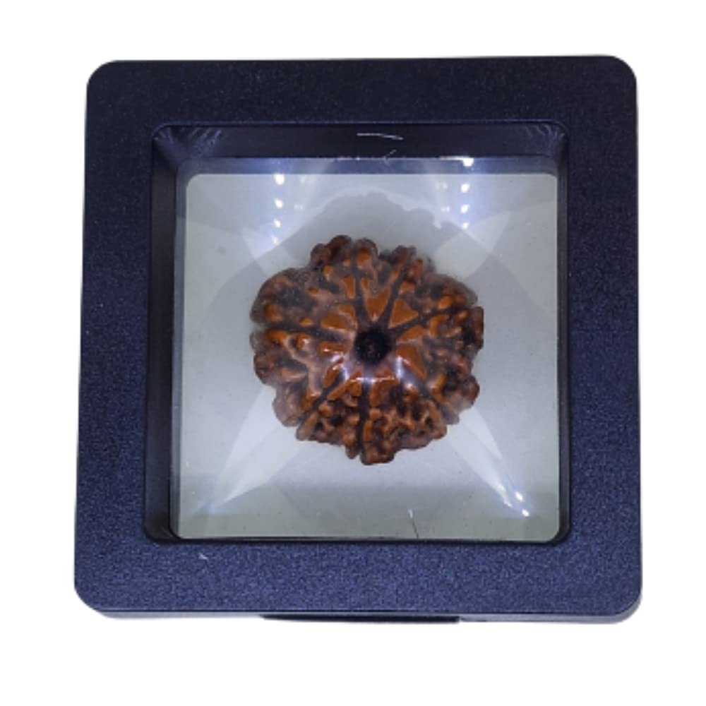 PUSHKARA Natural 7 Mukhi Rudraksha Certified - Nepal | Brown - Astrological Benefits - Unisex Pendants - Positive Energy for Men & Women
