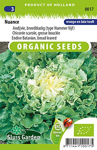 Endive Batavian, Broad leaved Nuance Vegetable Seeds per gram - Forms attractively Compact Heads - 0,4 g - Seeds per gram: +/-250
