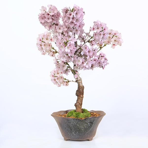 Gotemba Cherry Blossom Bonsai with Banko Pottery Pot