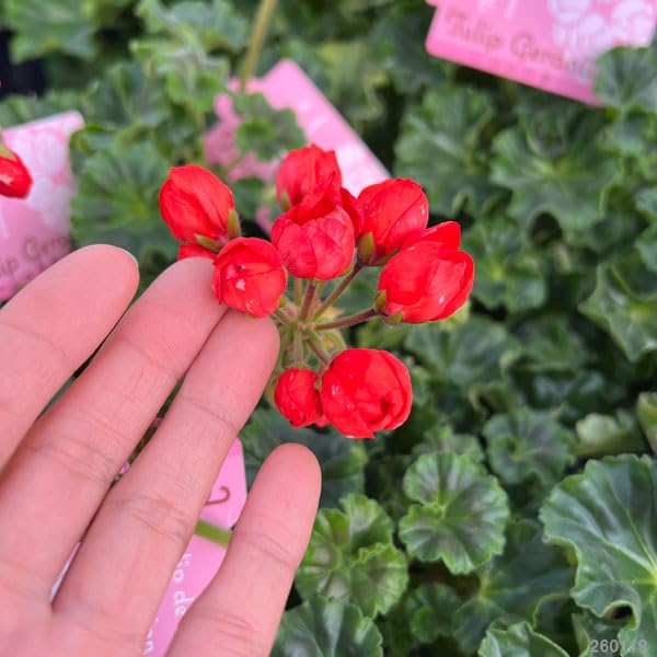 Amazon.co.jp: ゼラニウム（チューリップ咲き）：コニー5号鉢植え