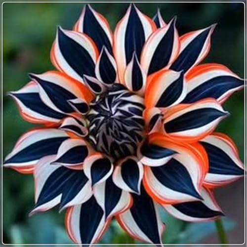 Groß,Winterhart zwiebeln, Mysteriöse magische Glühbirne, 2025 Winterhart pflanzen, Blumenzwiebel Mix,Mehrjährige Blumenzwiebel ist winterhart-2 Dahlien knollen-F