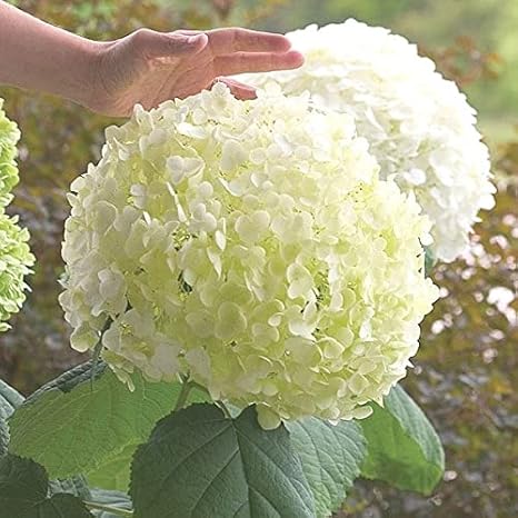 Amazon アメリカアジサイ 苗木 アナベル 1株 紫陽花 あじさい アジサイの苗木 Pw 国華園 22年春商品 花 Amazon アメリカアジサイ 苗木 アナベル 1株 紫陽花 あじさい アジサイの苗木 Pw 国華園 22年春商品 花